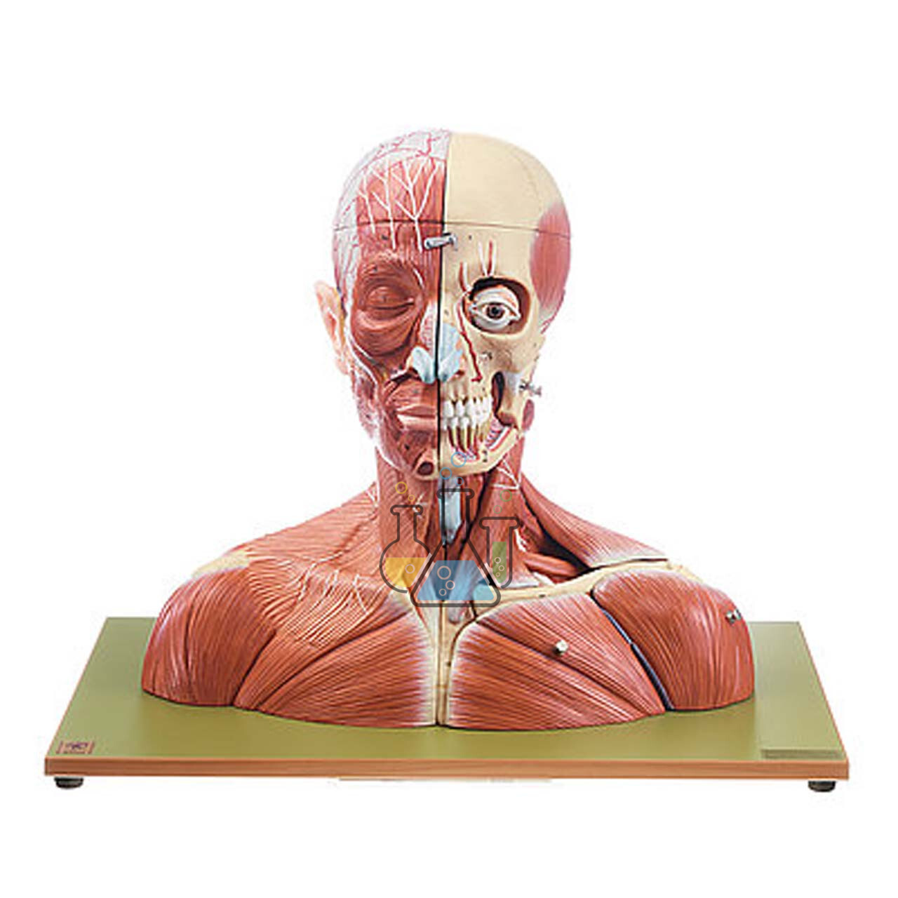 Head & Neck Model